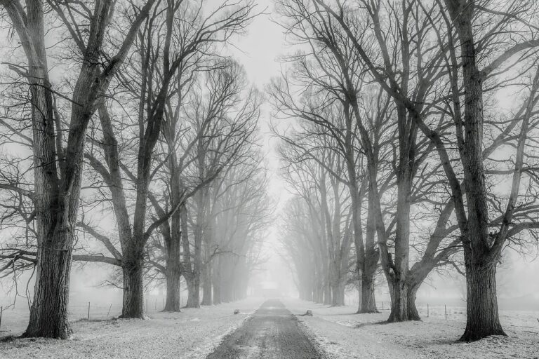 A snow covered path leads us through two rows of trees