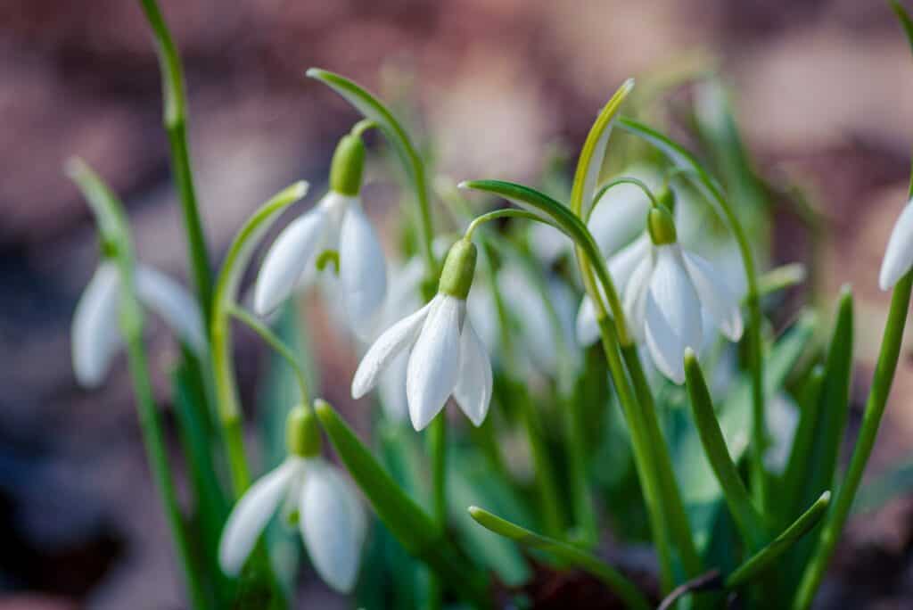 A group of snowdrops, flowers with downward hanging white petals that emerge early in the year