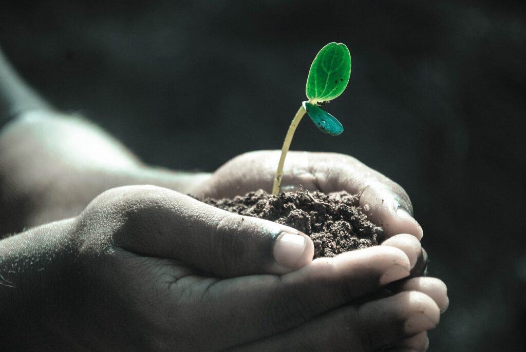 Seedling held in small hands