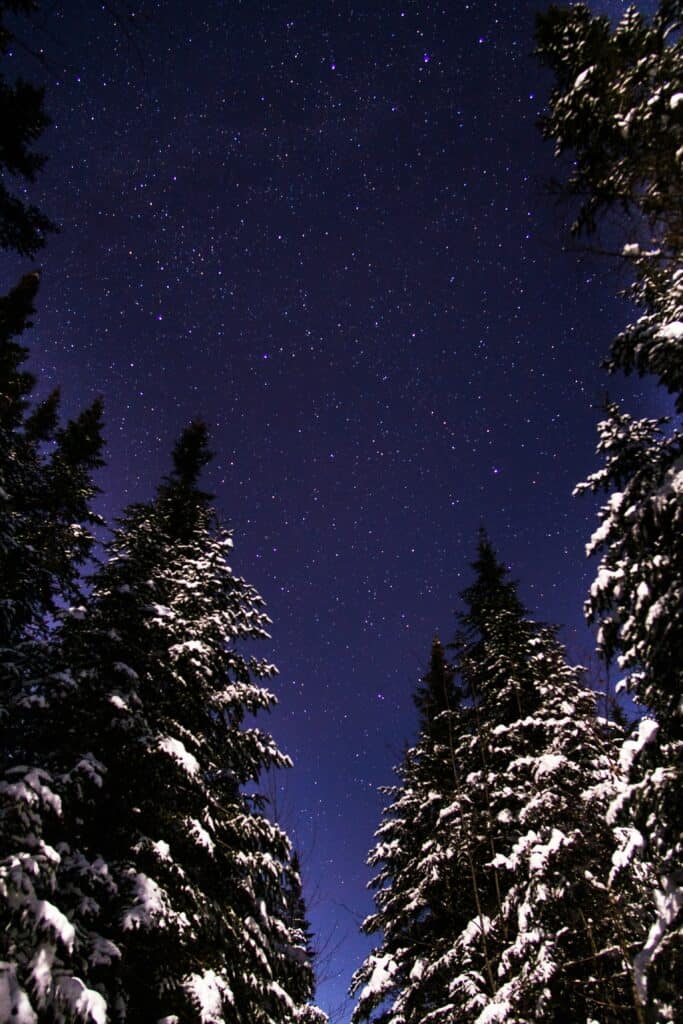 Starry night sky with snowy trees