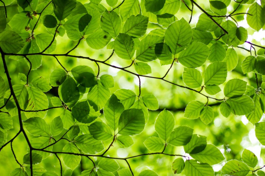 Green leaves