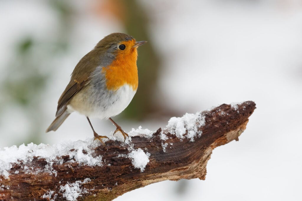 Robin on a snowy branch